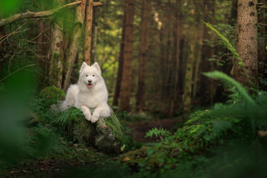 6 Ways Your Spirit Animal Can Guide You Through Life's Challenges