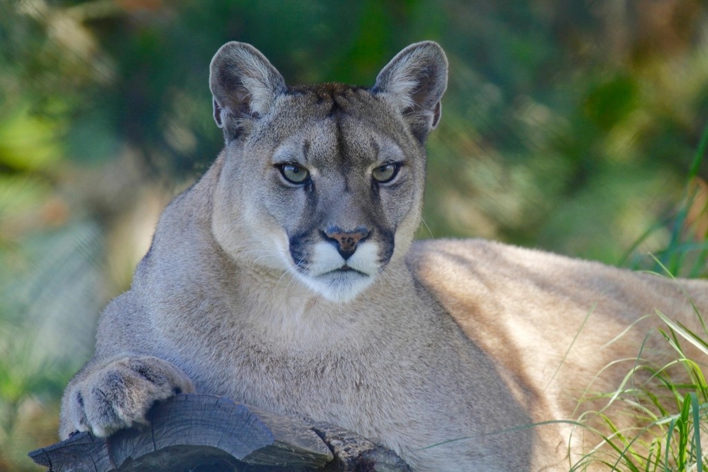 What The Cougar Means To Native American People As A Spirit Animal