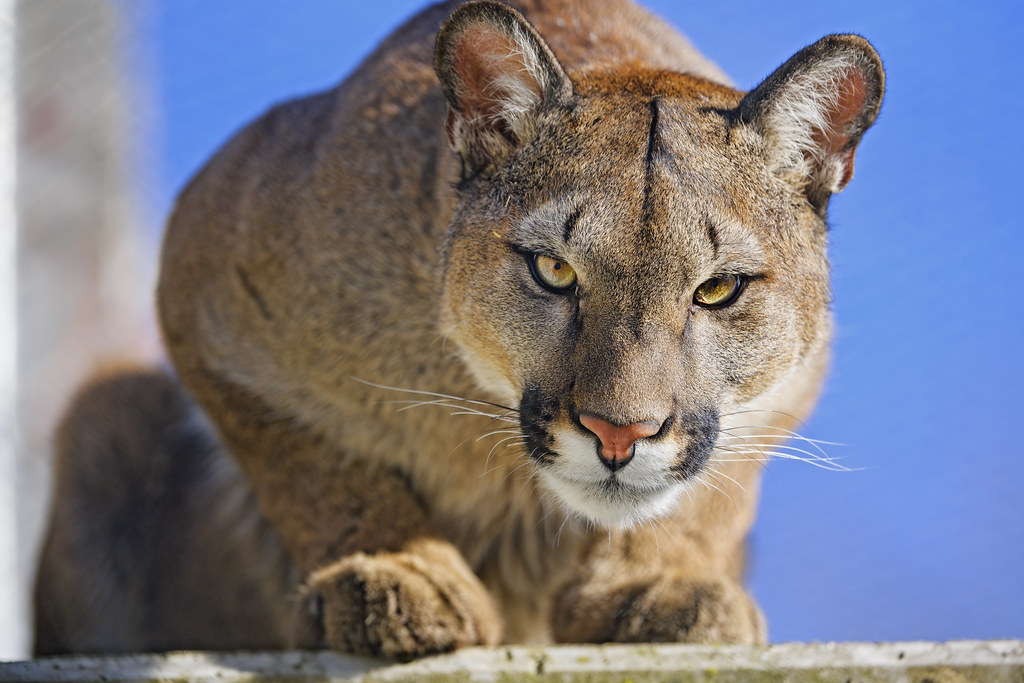 8 Signs Your Spirit Animal is a Cougar