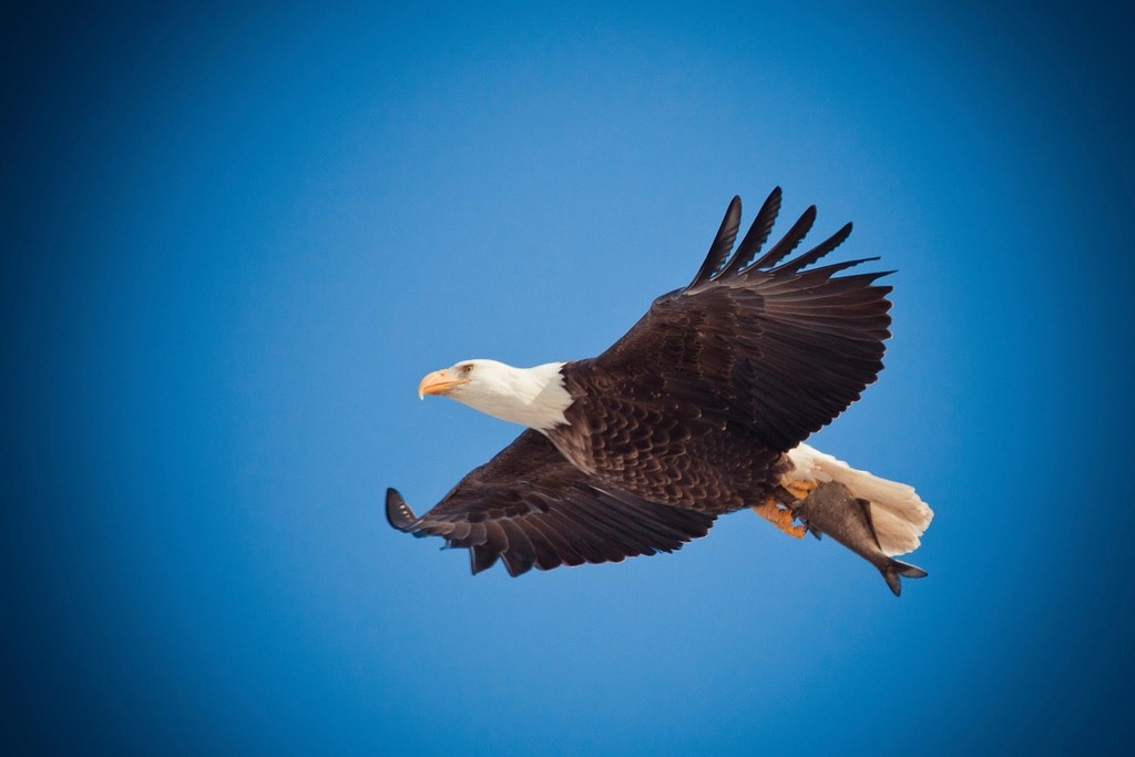 6 Signs Your Spirit Animal Is An Eagle