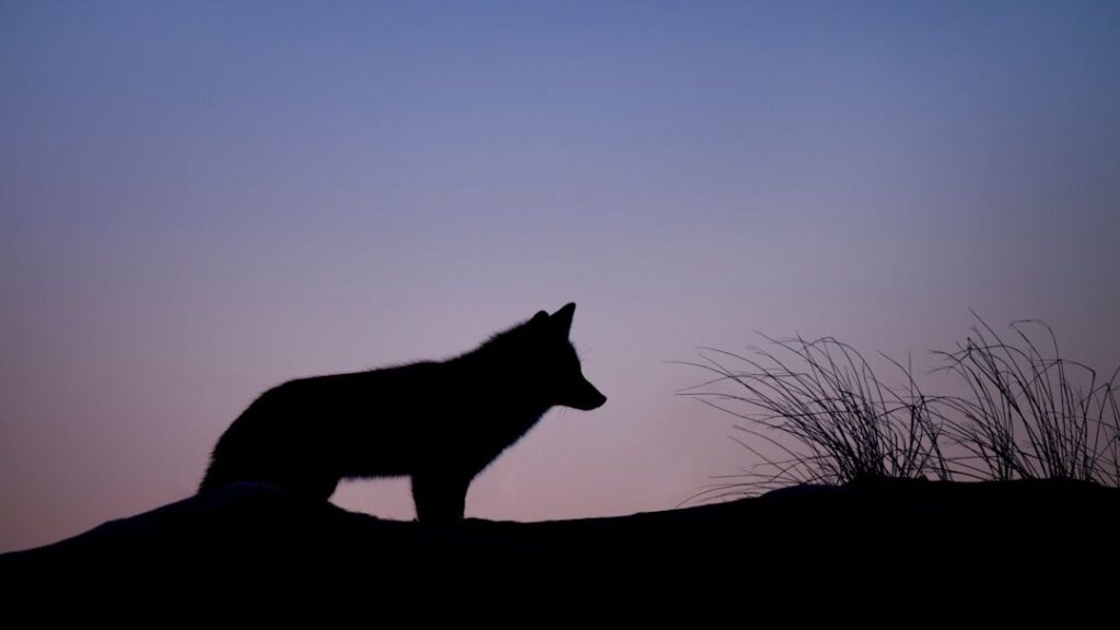 7 Signs Your Spirit Animal Is a Lone Wolf