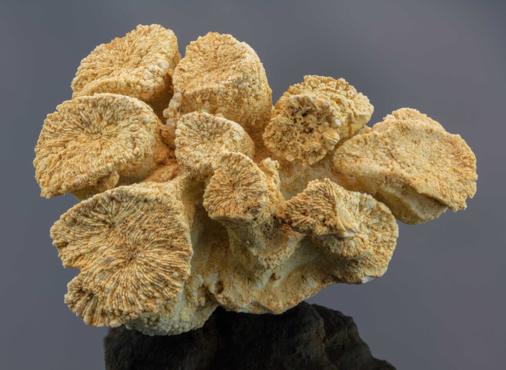 What Ancient Coral Fossils Say About Future Oceans