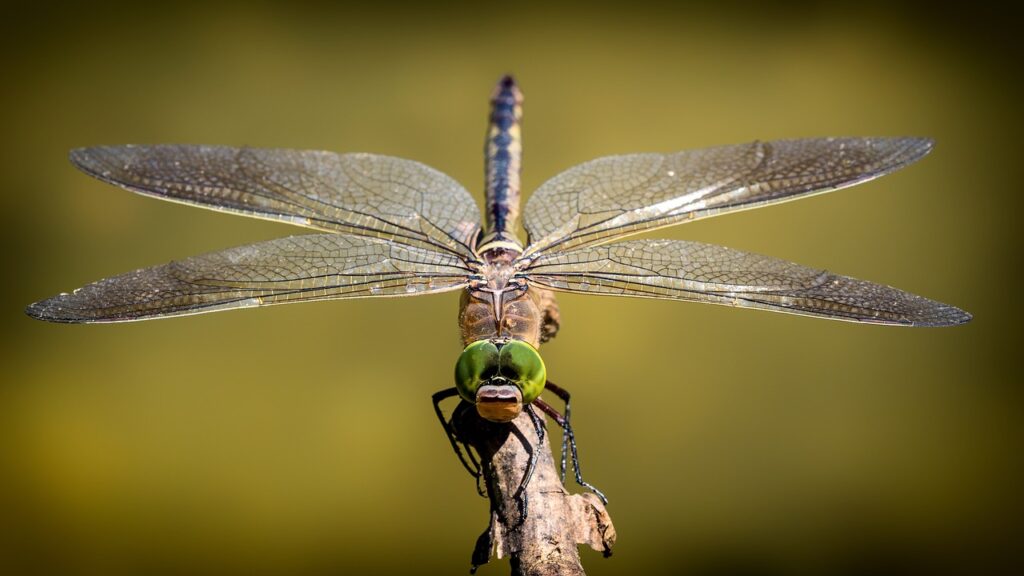 Dragonflies: Masters of Ancient Skies