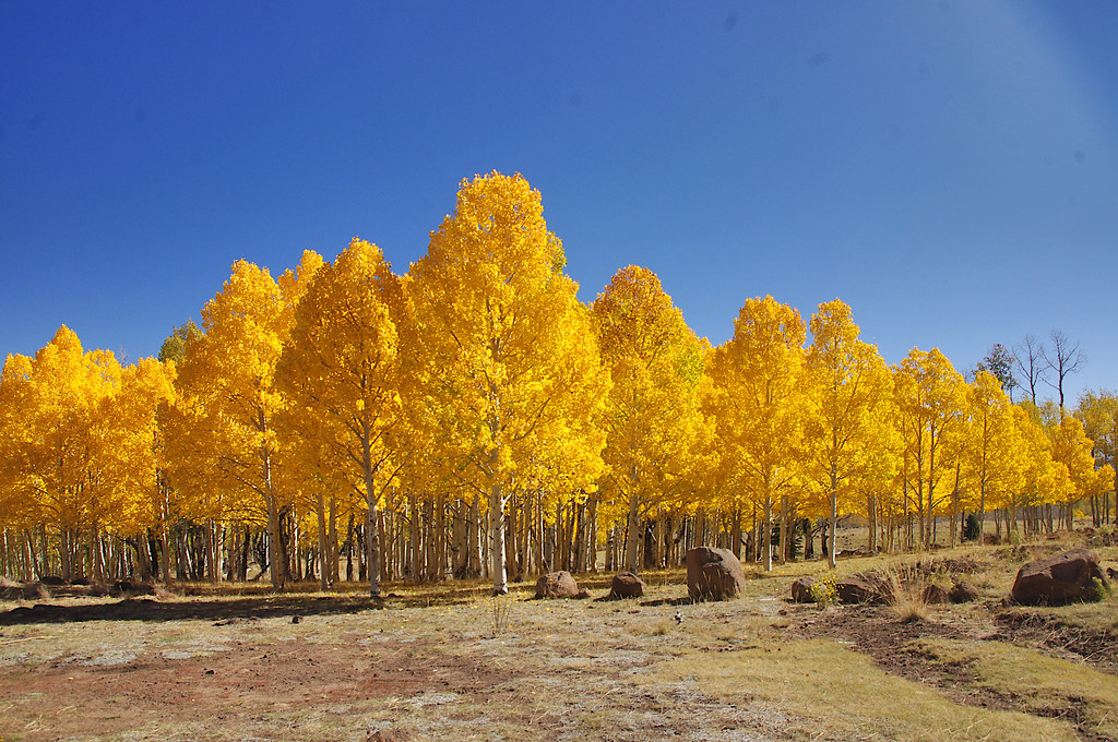 Why Clonal Trees Don't Age Like Other Organisms