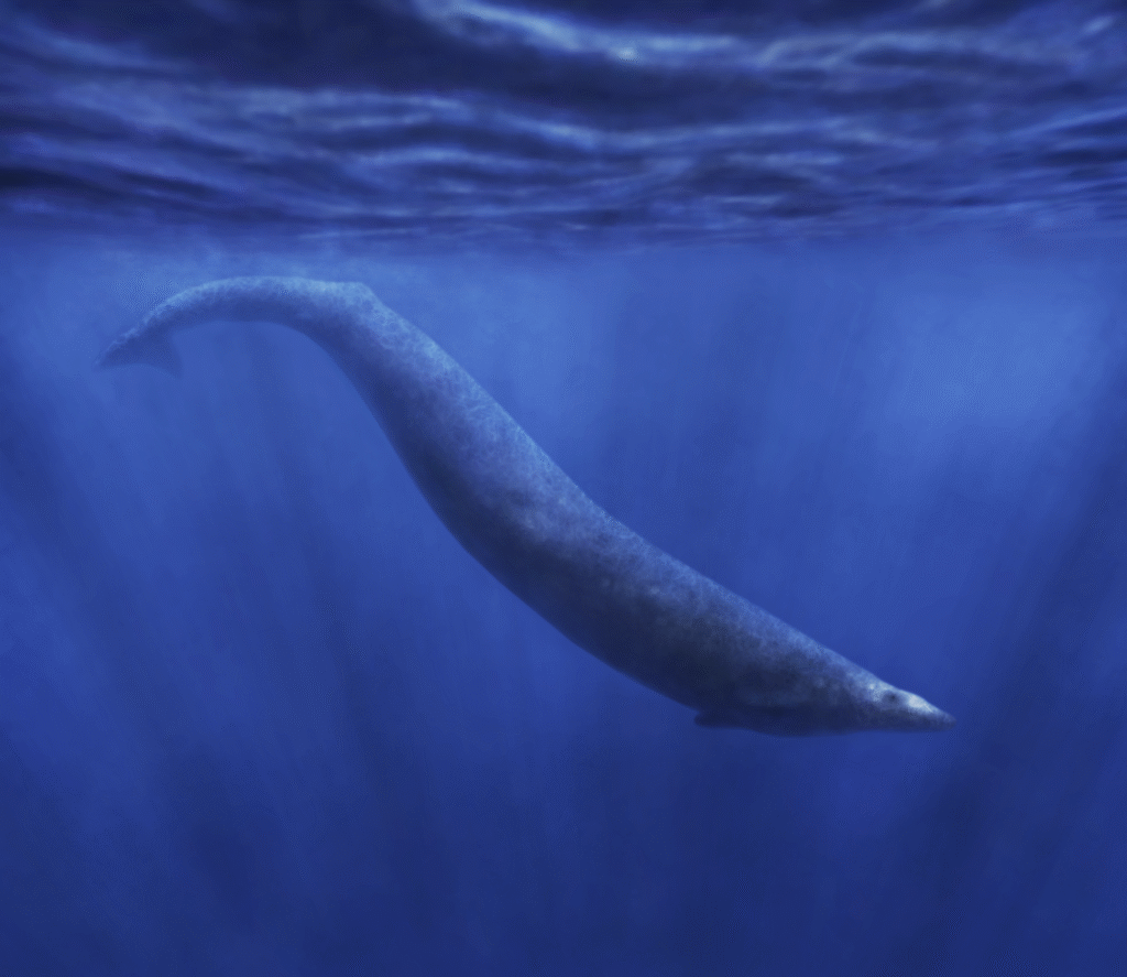 Basilosaurus - The False Lizard Whale