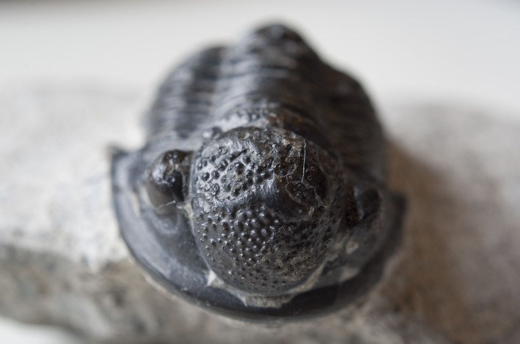 Why Trilobites Had Crystal Eyes - Nature's First Engineers