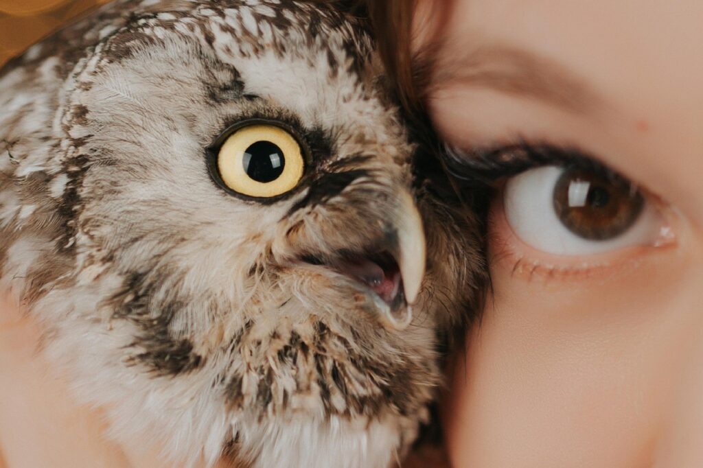10 Signs Your Spirit Animal Is a Wise Old Owl