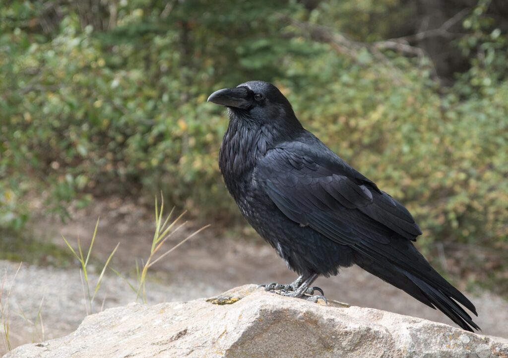 8 Signs Your Spirit Animal is a Raven