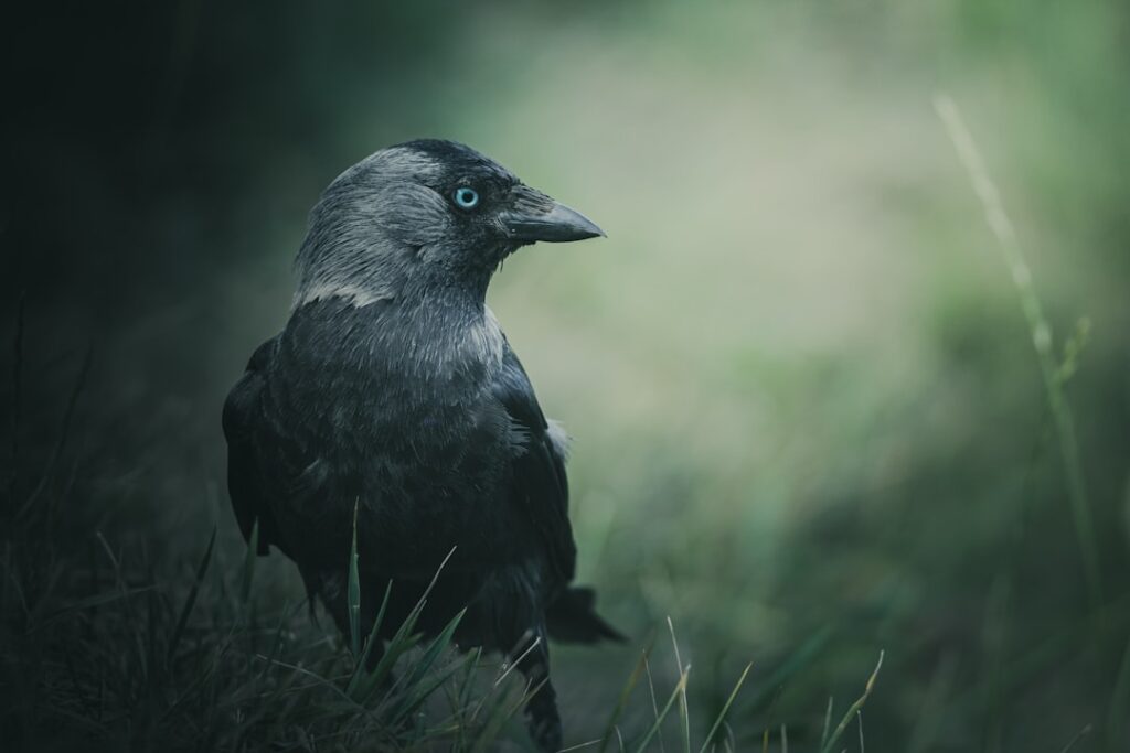 If The Crow Is Your Spirit Animal, Here's What It Means