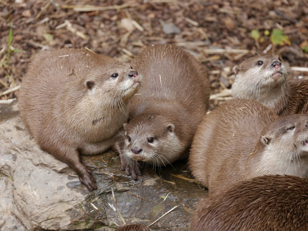 If Your Native American Zodiac Sign Is an Otter, Here's What It Says About You