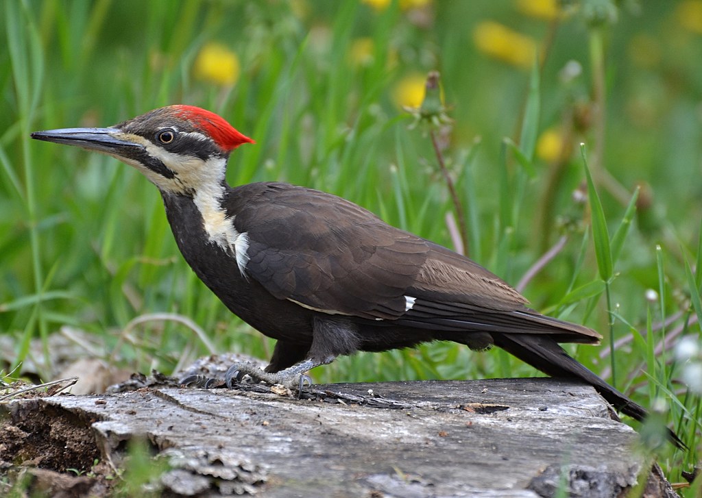 If Your Native American Zodiac Sign is a Woodpecker, Here's What it Says About You