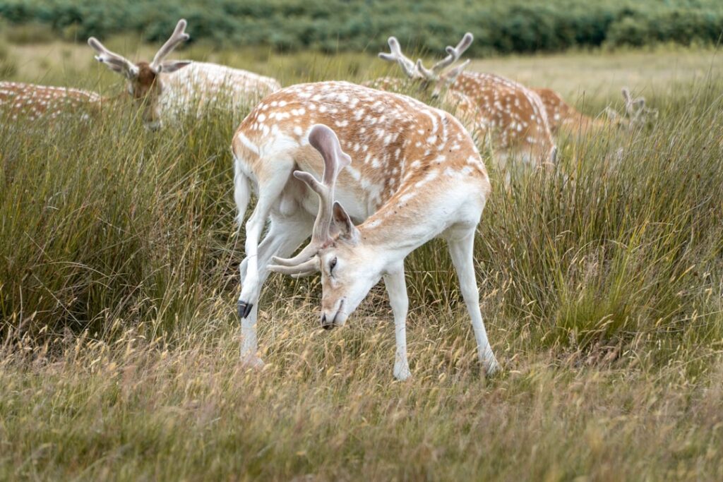 Which Animal Can Be Your Soulmate if You're a Virgo