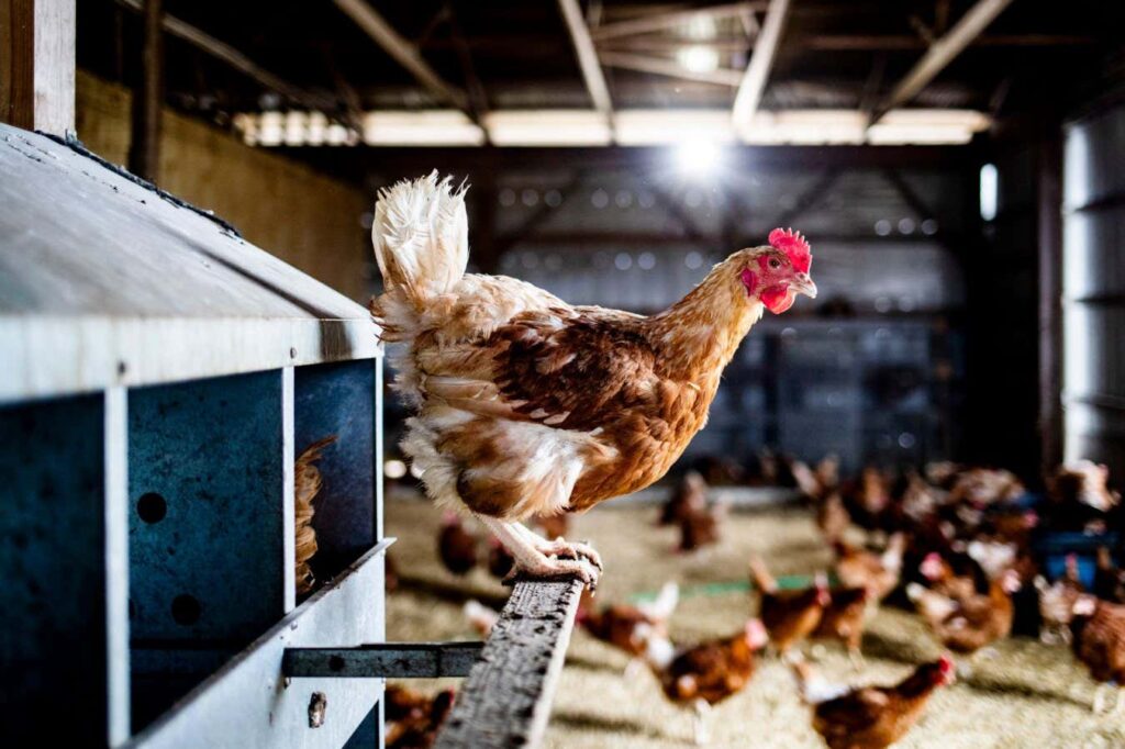 The US beat back bird flu in 2025 – but the battle isn’t over