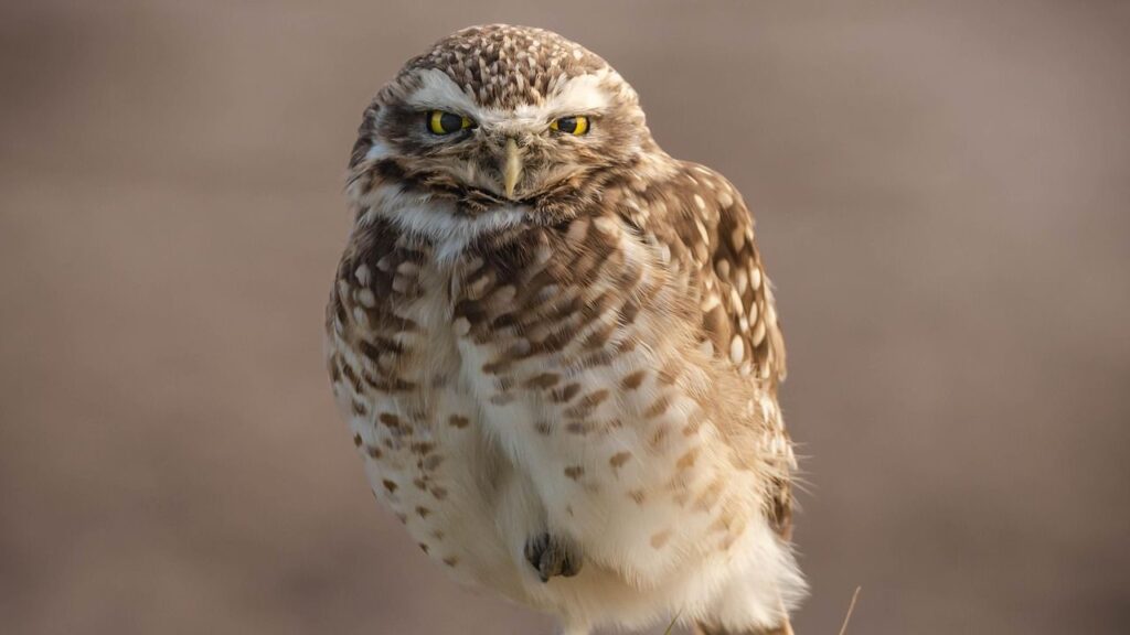 Which Animal Represents Your Zodiac Sign's Fear Response Under Pressure