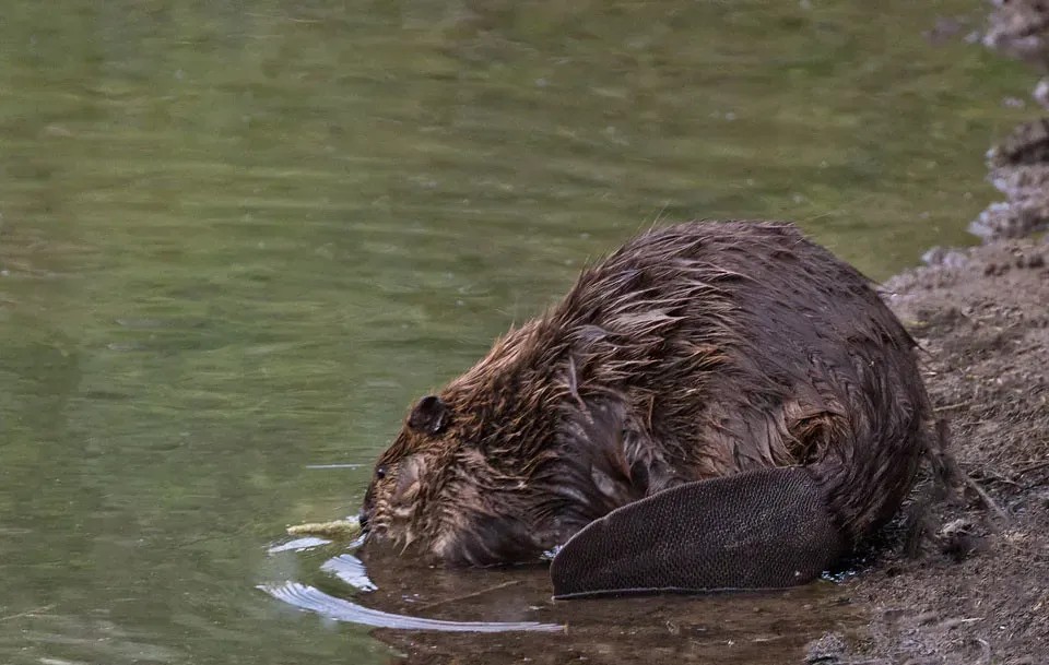 What Makes the Beaver Sign So Unique 