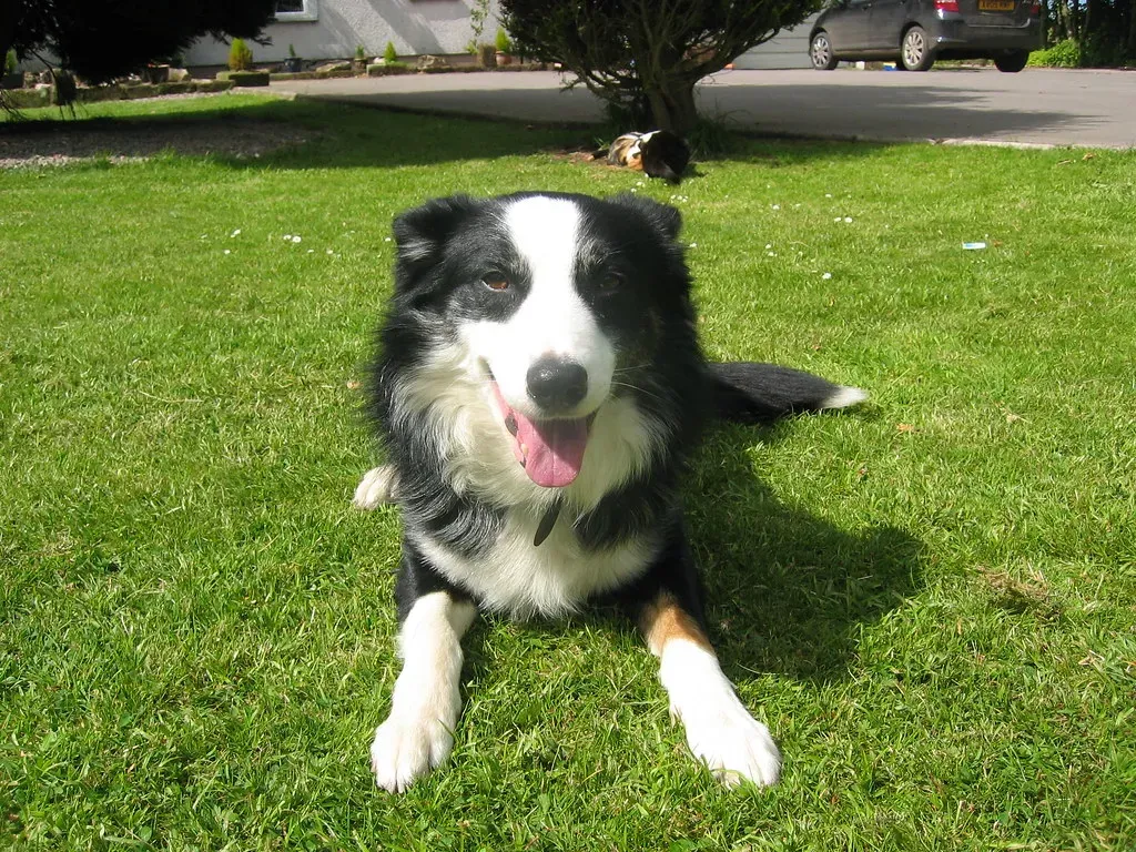 6 Signs Your Dog Is Happy With You