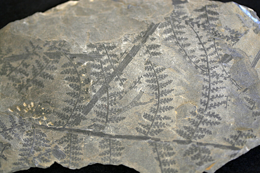 The Science of Paleobotany: Reading Earth's Green Diary (Image Credits: Wikimedia)