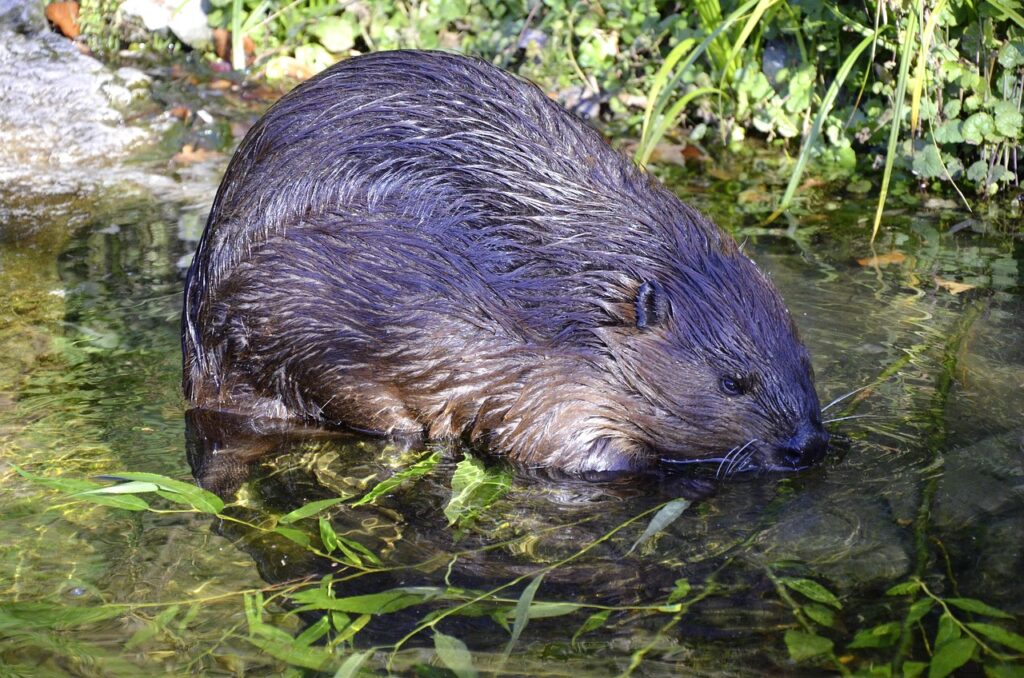 Austin Rescuers Hoist Exhausted Beaver from Water Treatment Reservoir