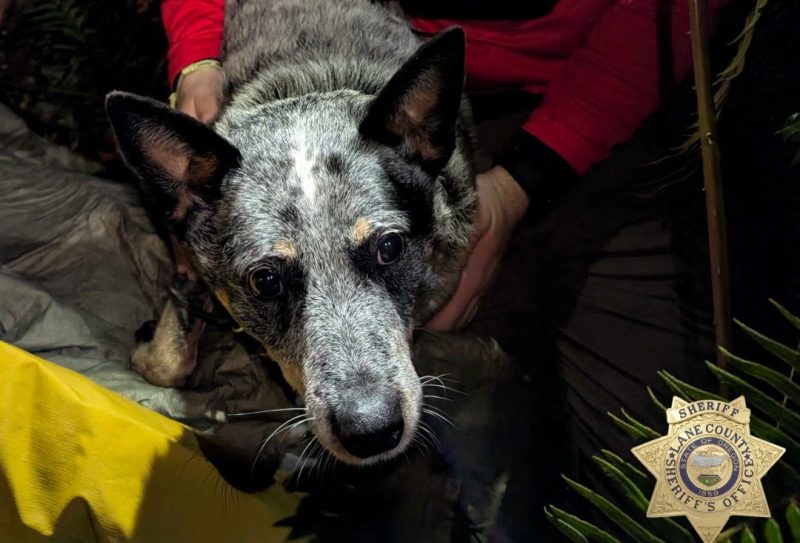 Missing woman, 82, found alive in the woods after dog kept her warm, deputies say