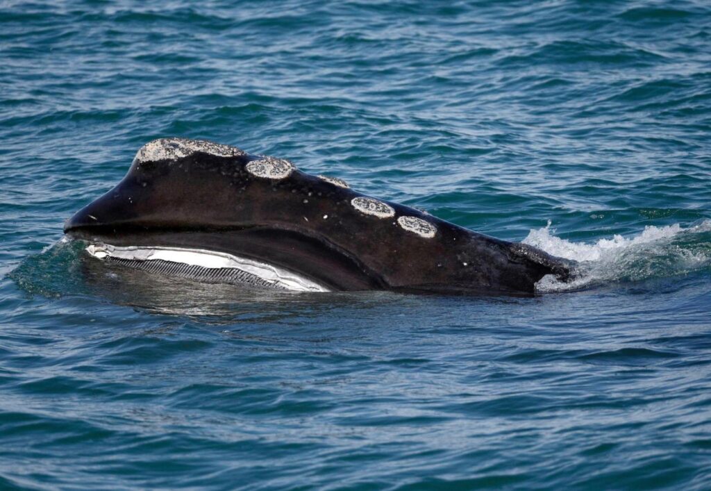 A rare whale is having an encouraging season for births. Scientists warn it might still go extinct