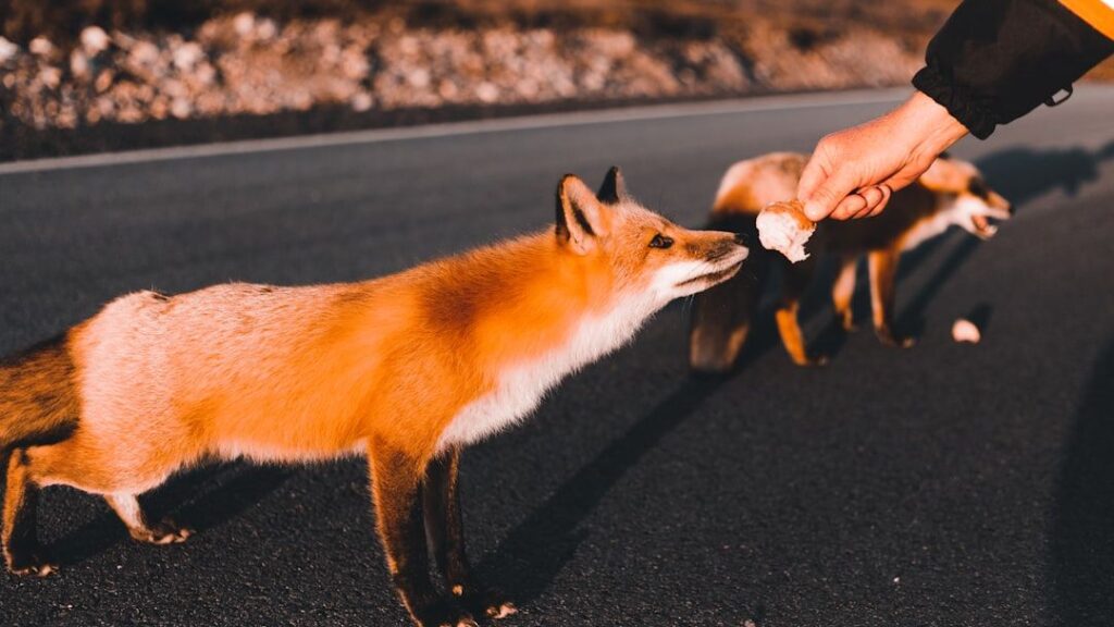 The Spiritual Significance of Your Recurring Animal Encounters