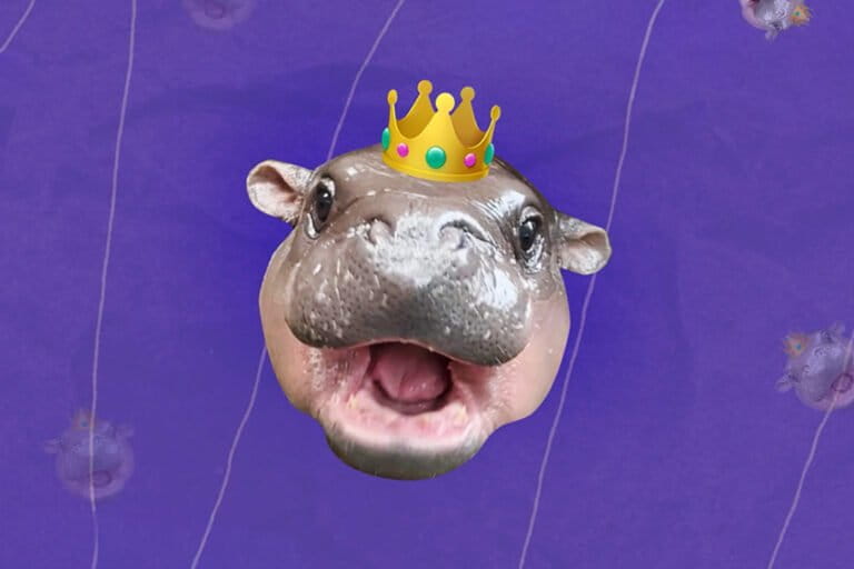 Small hippo, big dreams: Can Moo Deng, the viral pygmy hippo, save her species?