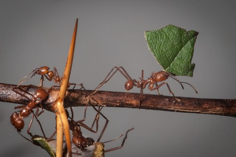 Ants need urgent protections from global trade, conservationists say