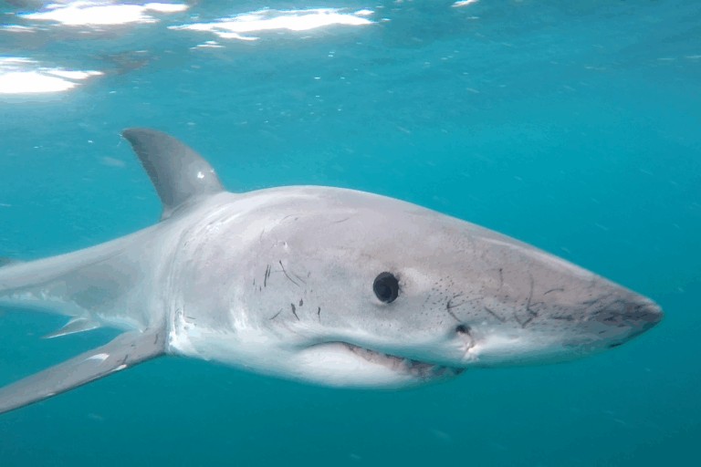 South Africa’s great white shark population worries researchers