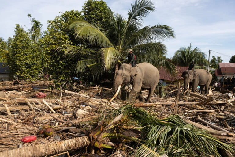 A catastrophe that might offer a glimpse of hope for Indonesia (commentary)