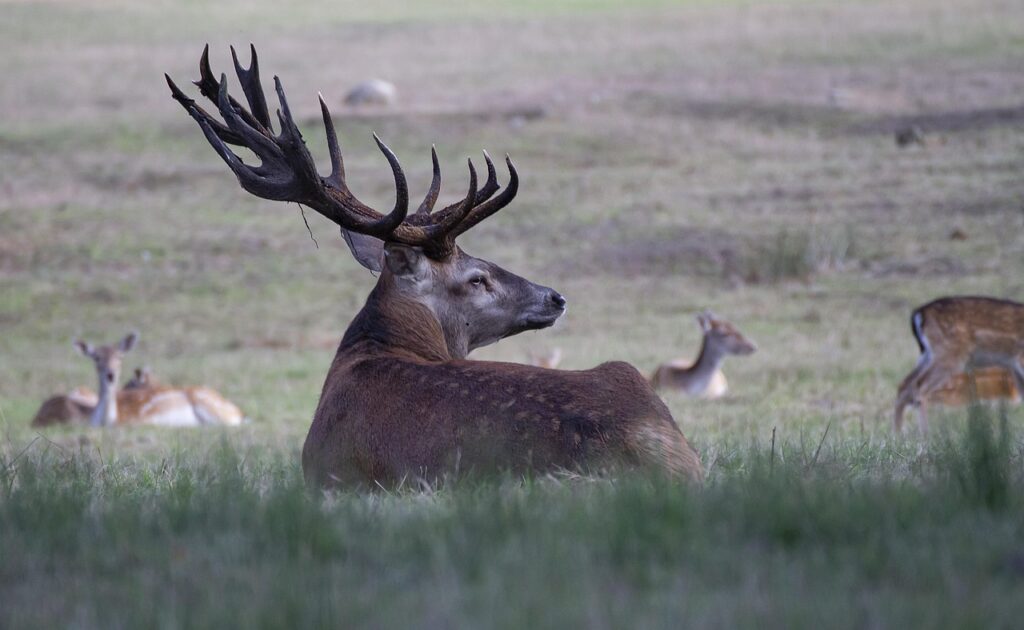 Elk less vulnerable to CWD may shield rare deer subspecies