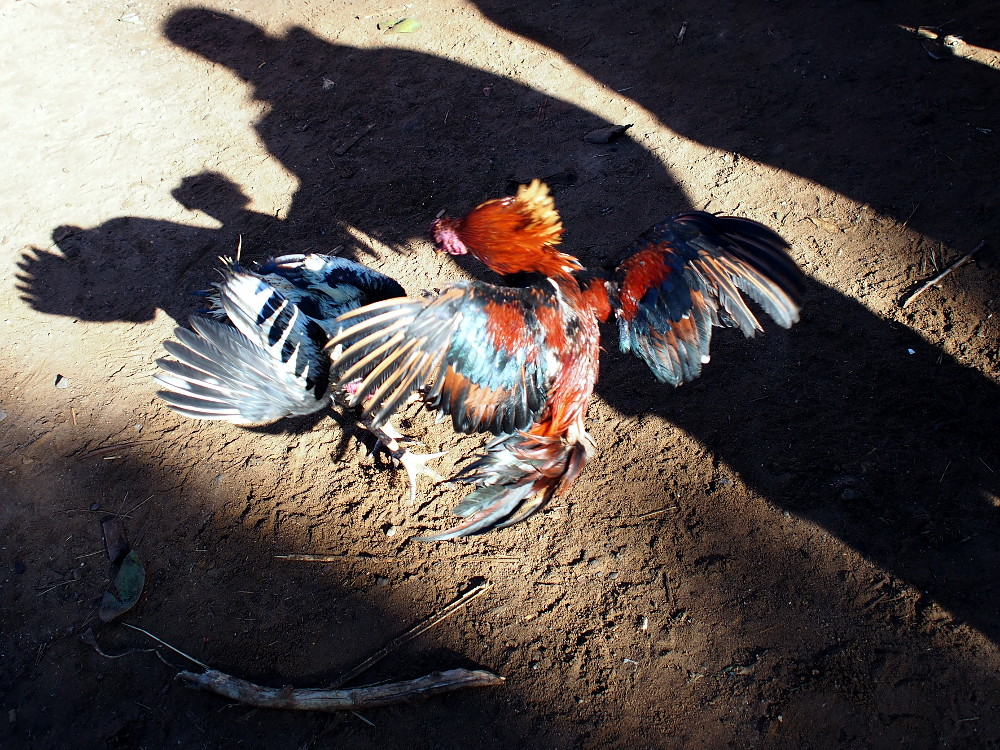 A Long Journey Home for Birds Saved From Cockfighting