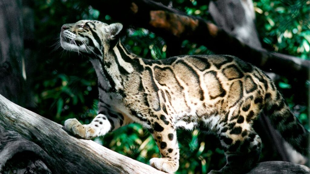 The Elusive Clouded Leopard: Asia's Most Mysterious Big Cat Revealed