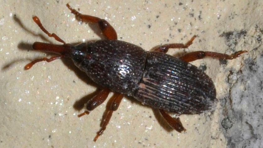 The Pests That Created Havoc in The Stone Age