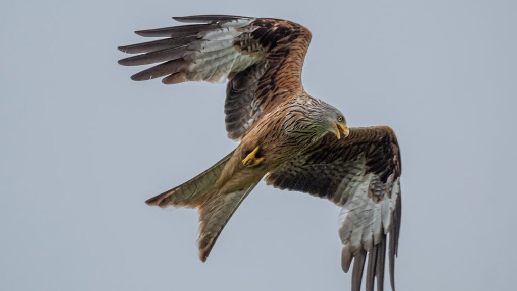 What Bird of Prey Matches Your Zodiac Sign's Survival Instincts