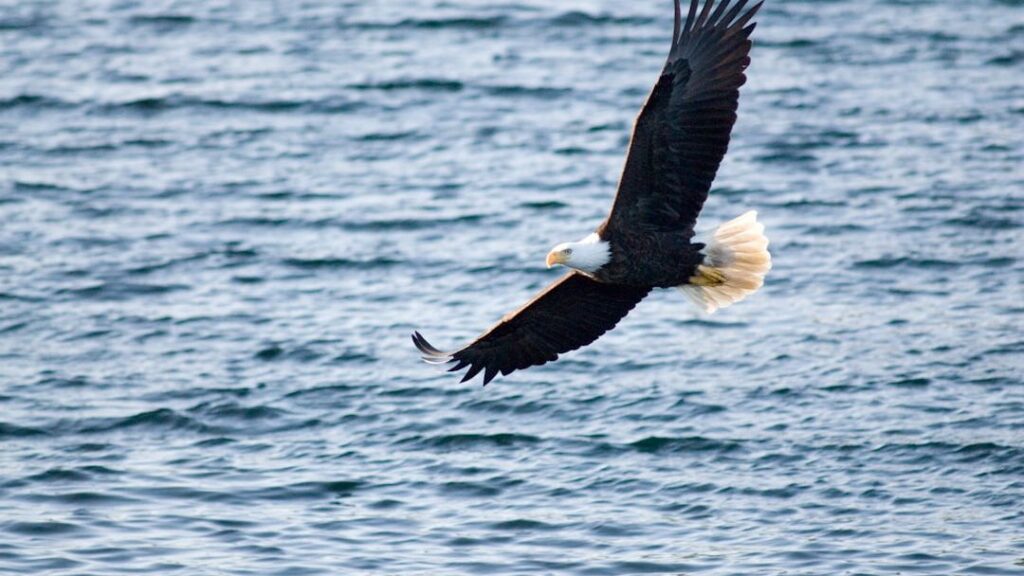 What Wild Bird Reflects Your Zodiac Sign's Emotional Nature