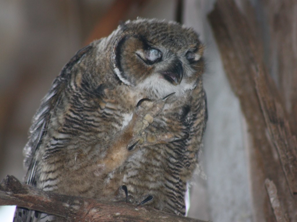 Interns Find Small Owl With Eyes Frozen Shut During Mountain Snow Check