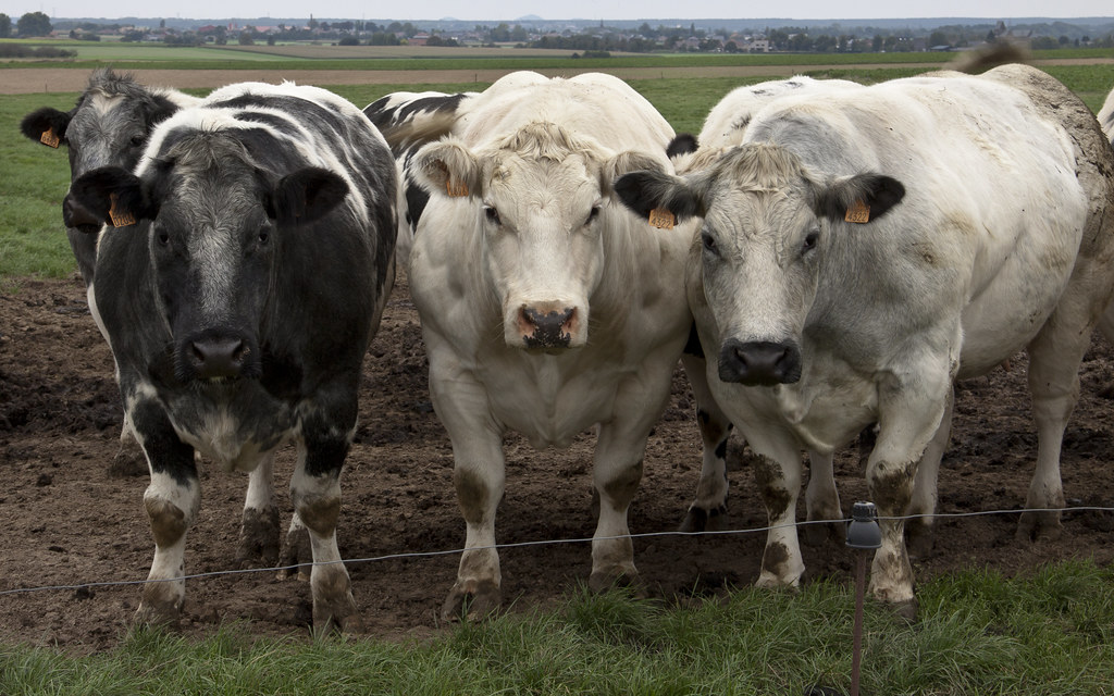Sanctuary Questions: Why Are the Cows So Big?