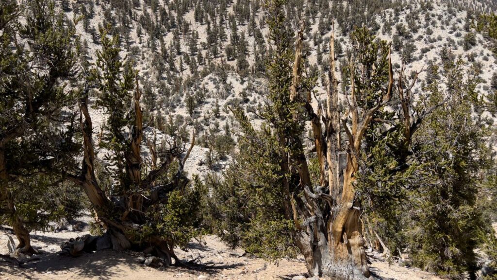 How Did Prehistoric Plants and Fungi Adapt to Extreme Ancient Climates?