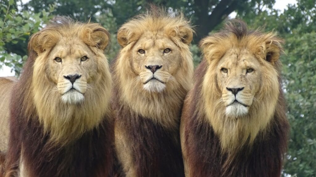 What Does Your Spirit Animal Say About Your Leadership Style?