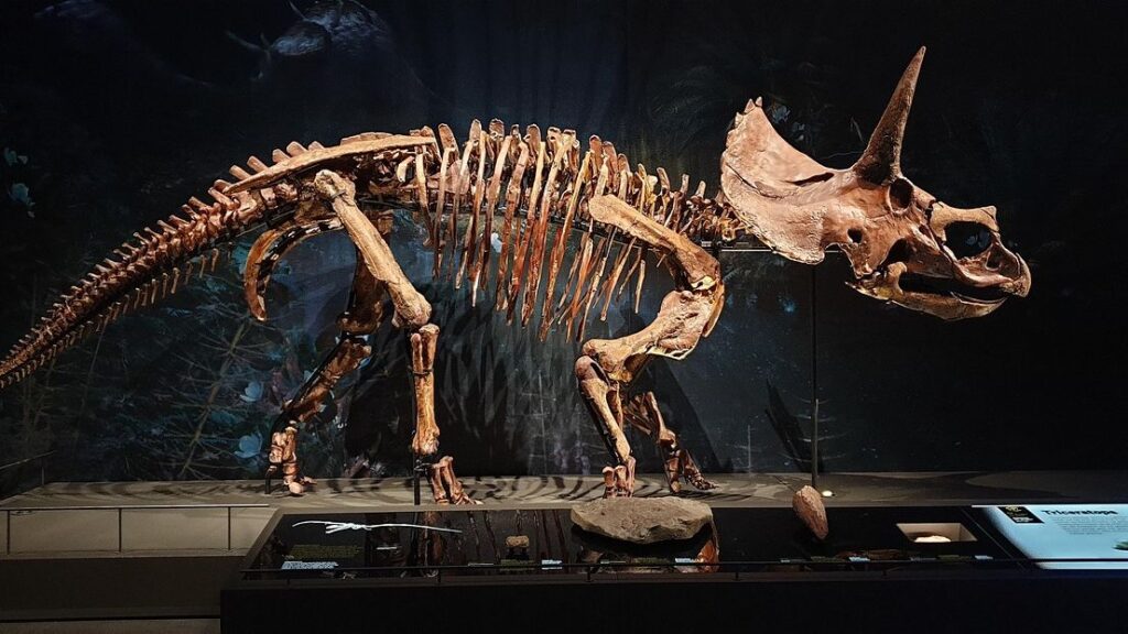 8 Fascinating Facts About the Mighty Triceratops You Didn't Know