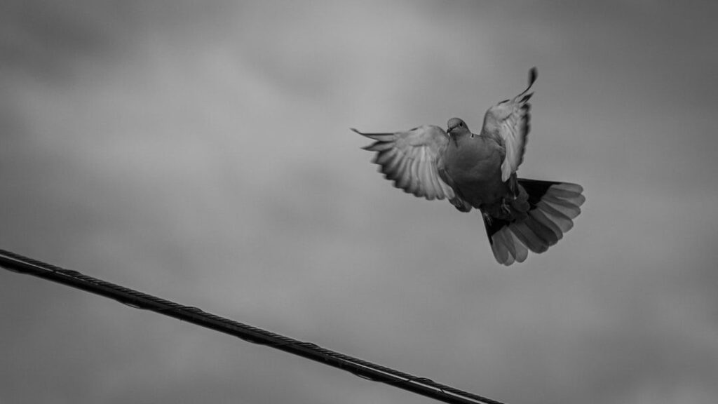 7 Signs Your Spirit Animal is Trying to Send You a Message