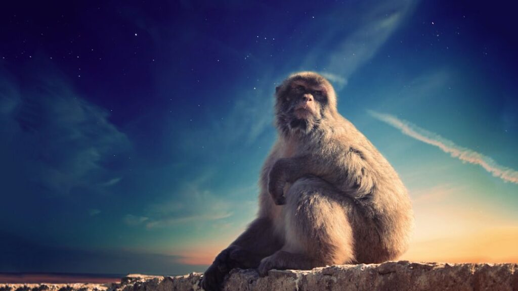 The Monkey in Chinese Astrology: Who Are They Really?