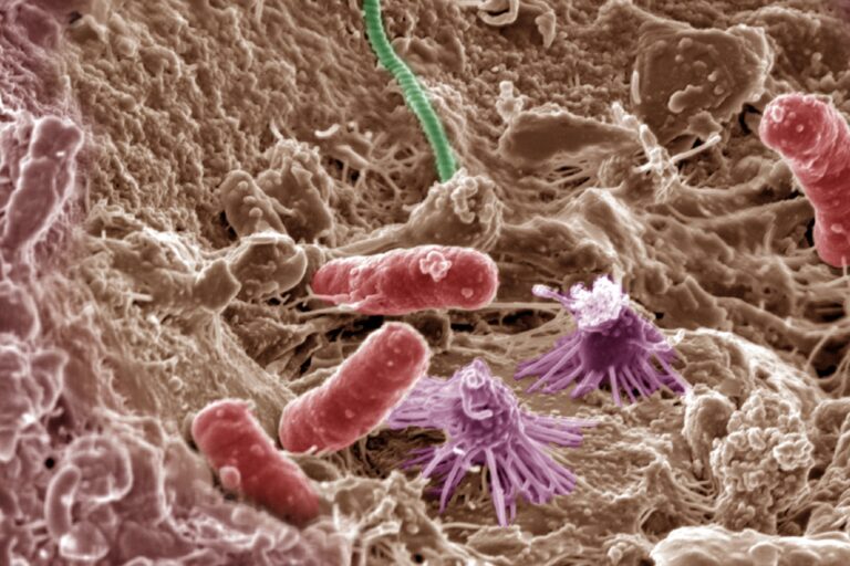 IUCN launches group to conserve at-risk microbes vital to life on Earth