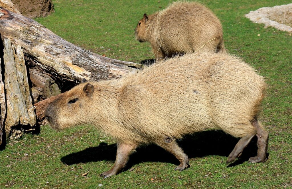 Sanctuary Gives In To Capybara Who Keeps Escaping To Nap With Dogs