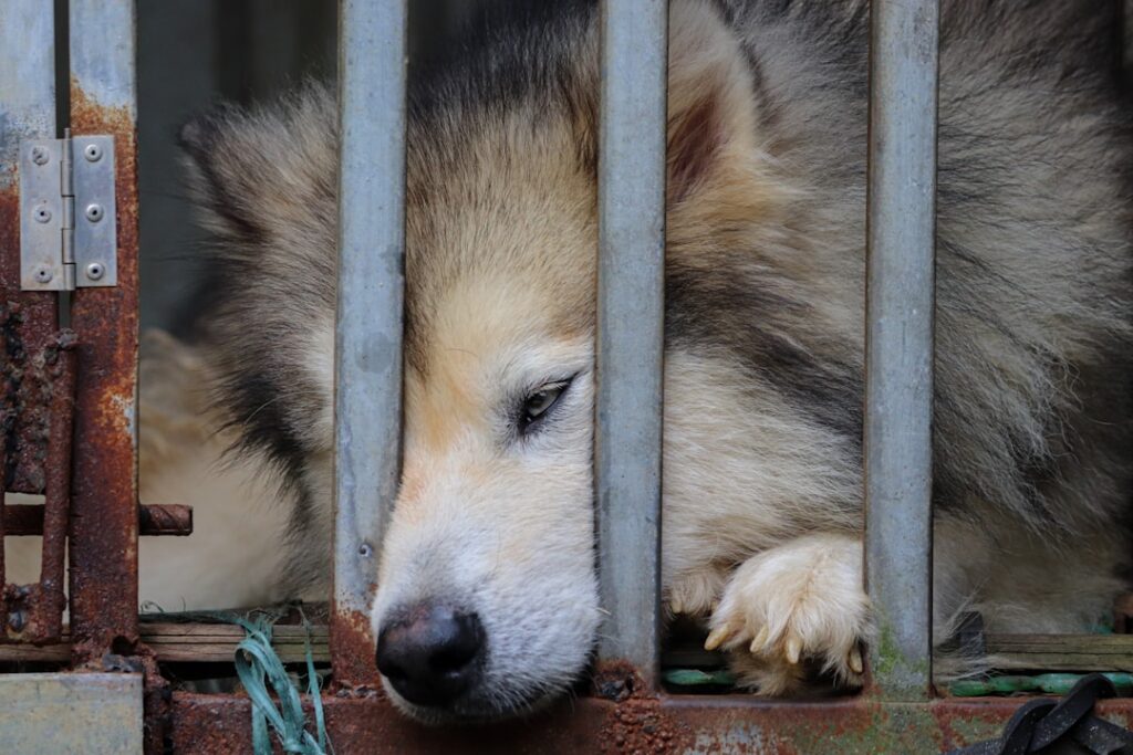 Australia Forces Over 845,000 Animals to Endure Brutal Lab Suffering Every Year