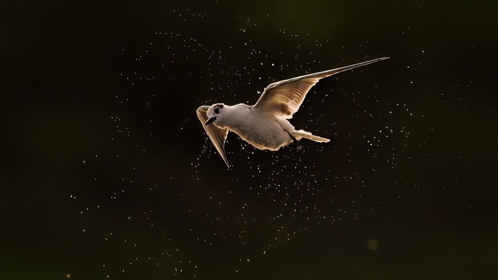 The Spirit Bird That Reflects Your Freedom-Seeking Nature