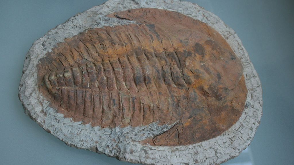 The Earth's Most Ancient Ecosystems Were Full of Hidden Wonders