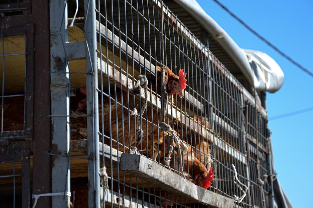 EU citizens want stronger rules for live animal transport