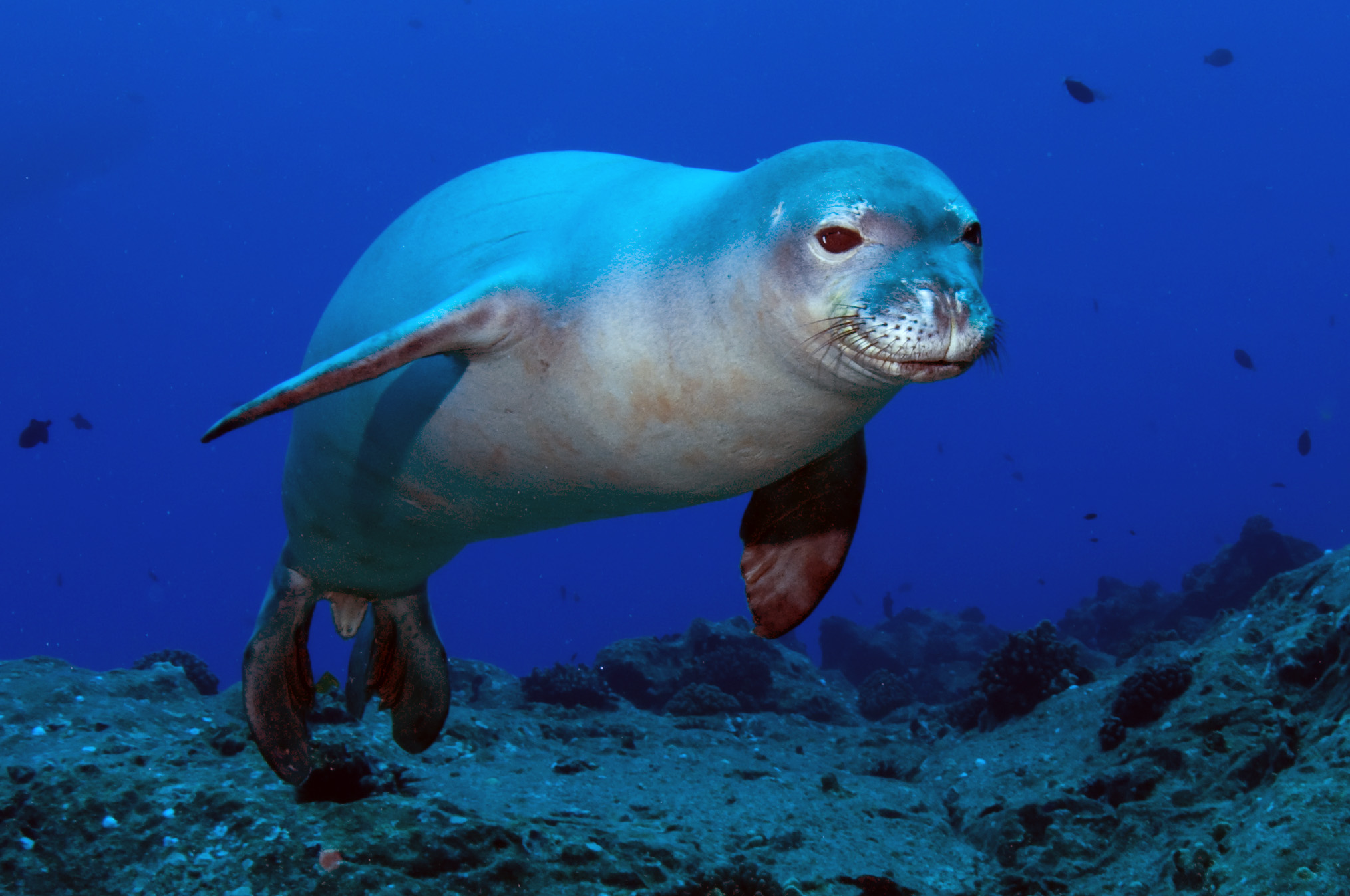 Scientists Discover Hidden Underwater “Language” of Hawaiian Monk Seals