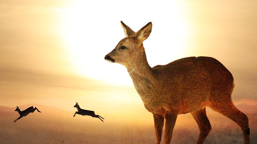 Your Spirit Animal Can Guide You Through Life's Toughest Challenges